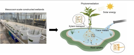 OSPW phytoremediation