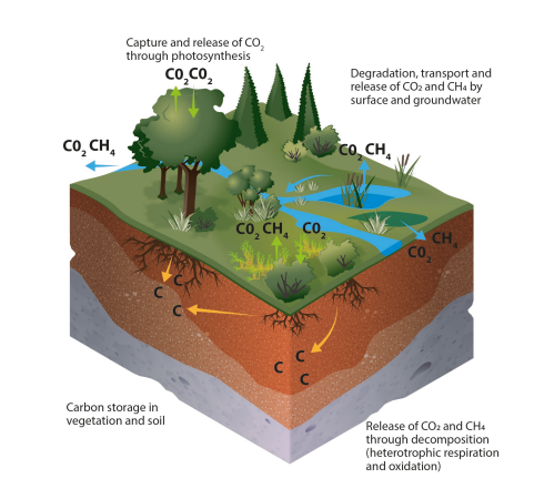 Field guide for estimating carbon stocks in wetlands