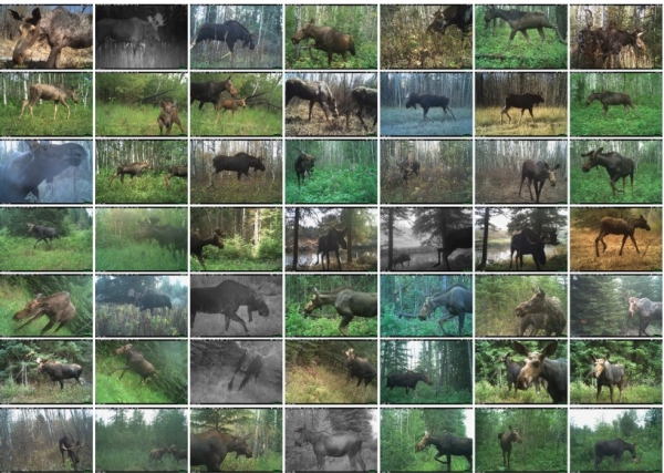 Moose collage