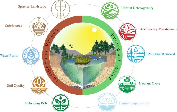 Figure 1 An illustration of indigenous and ecological values of treatment wetlands