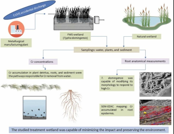 Chromium release in a treatment wetland
