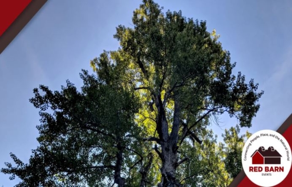 Cottonwoods: Unlocking our Rivers Histories