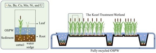Treatment Wetland Graphical Abstract