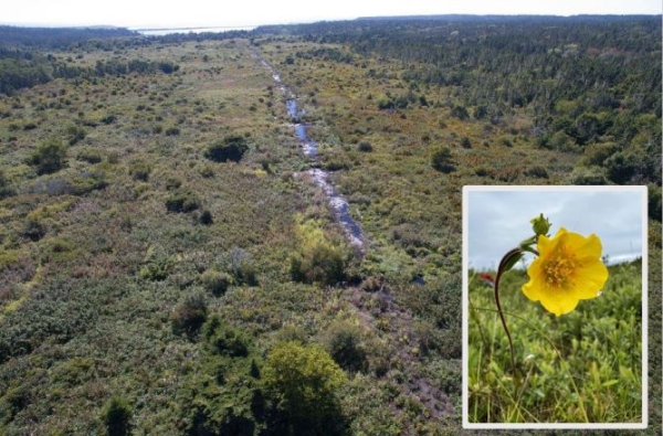 Eastern Mountain Avens Wildflower