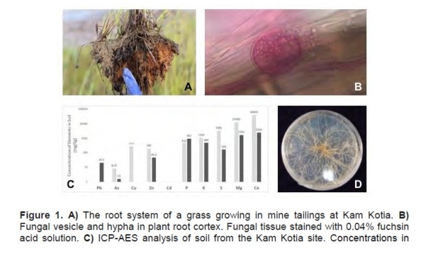 Fungi on plants in reclaimed soil