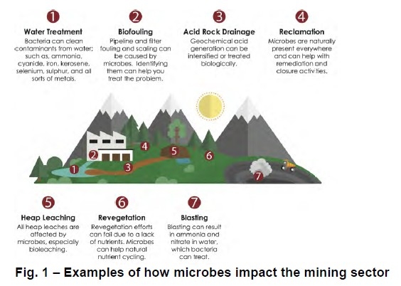 Microbial influences in mining