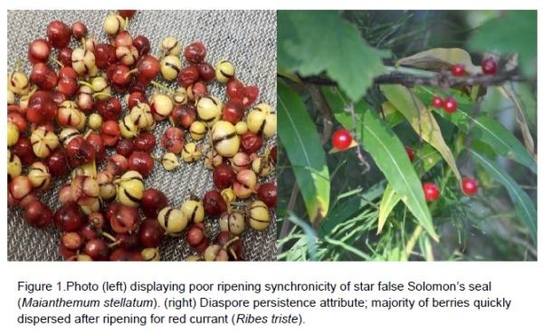 Native species seed germination