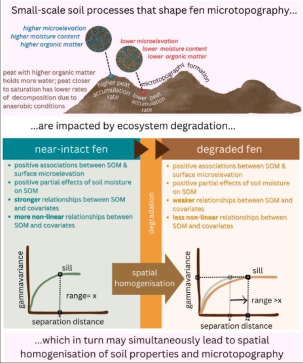 Flatlining Fens Graphical Abstract