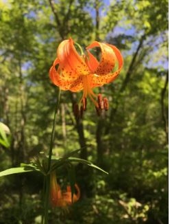 Western Wood Lily