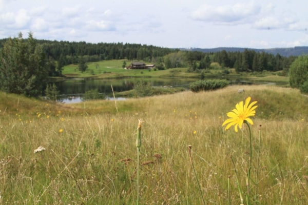 Predicting the effects of land cover change on biodiversity in Prairie Canada using species distribution models