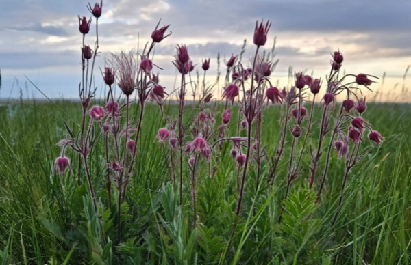 GRF Fall 2025 Session