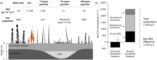 Large Carbon Losses From Burned Permafrost Peatlands During Post‐Fire Succession