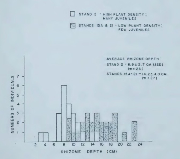 Kalin cattail rhizomes