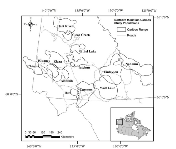 13 populations of northern mountain caribou