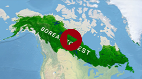 Northward shift of boreal tree cover confirmed by satellite record