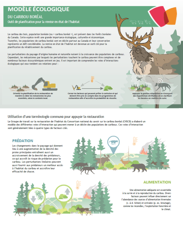 infographie_-_le_modele_ecologique_conceptuel_pour_le_caribou_boreal