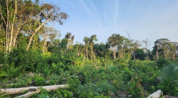 SER natural regeneration course