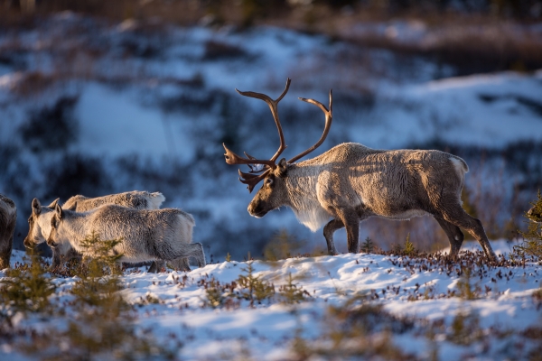 Boreal caribou