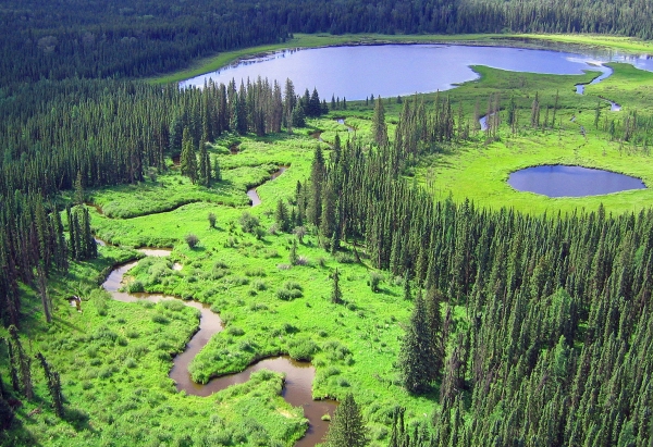 Boreal Wetland