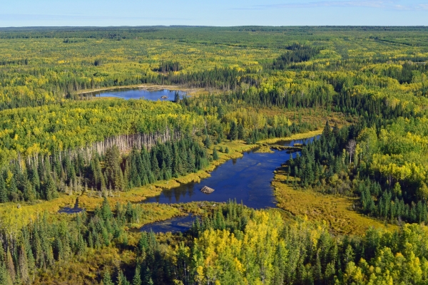 Boreal Wetland