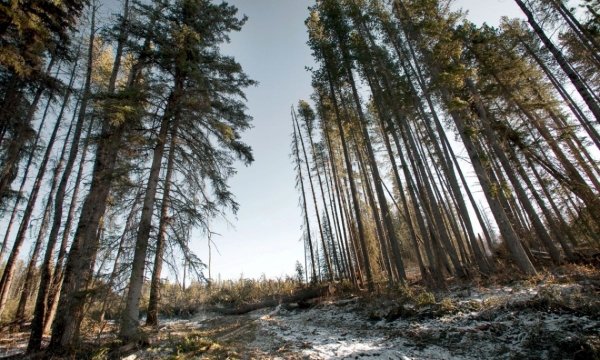 Default Land Management