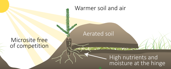 seedling microsite drawing