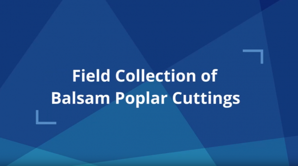 Field Collection of Cuttings Video Title
