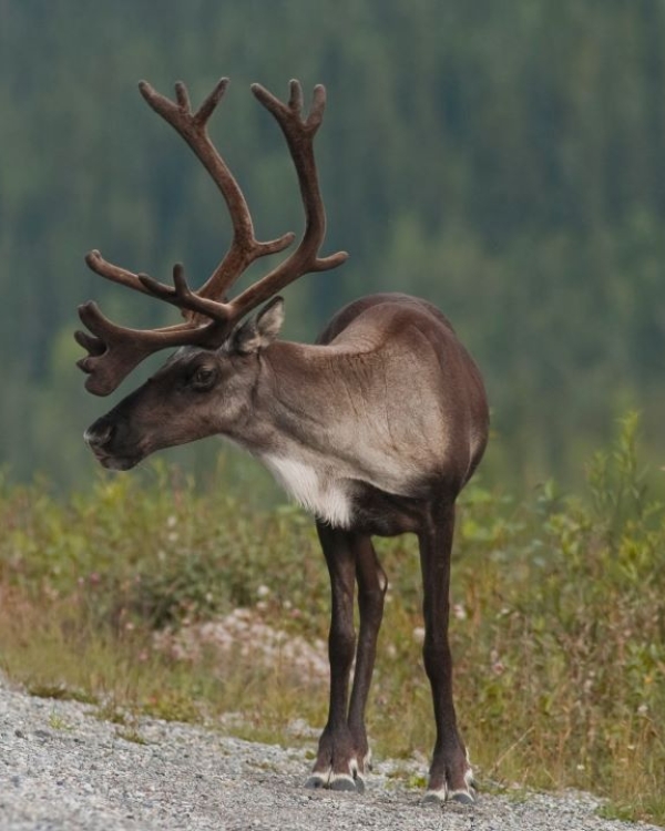 Caribou on Road