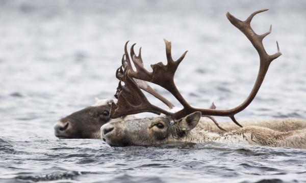 Boreal caribou swimming through open water
