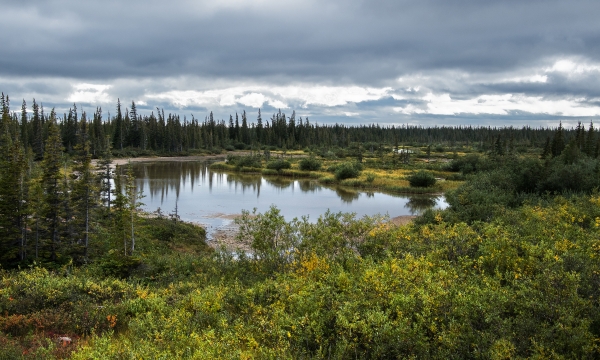 Subarctic Boreal Wetland DUC Photo