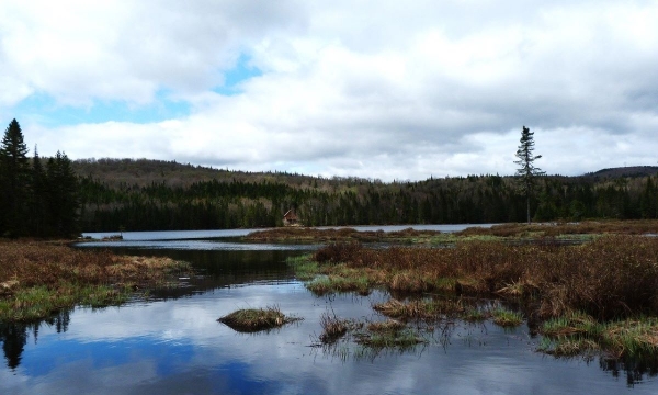 boreal landscape