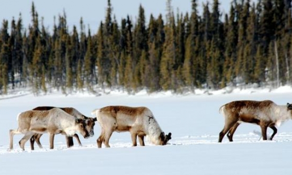 Project photo (John Nagy; GNWT)