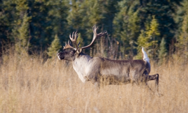 Woodland Caribou
