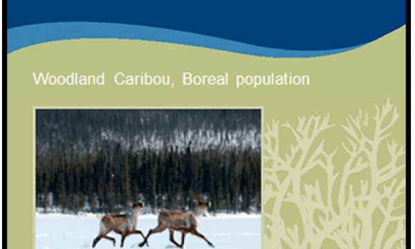 Screenshot of the cover page of the progress report