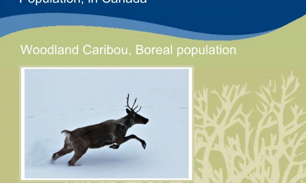 Amended Recovery Strategy for the Woodland Caribou, Boreal population cover page Amended Recovery Strategy for the Woodland Caribou, Boreal population cover page