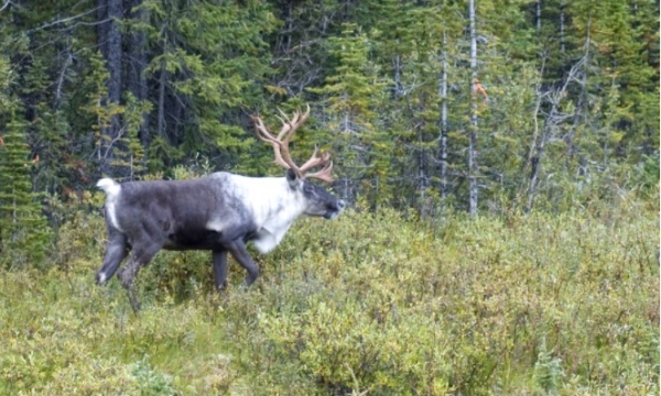 ABMI caribou