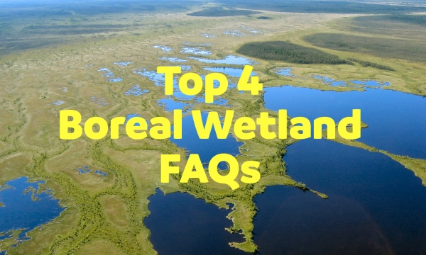 bog fen complex pasquia