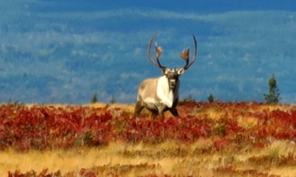 Project photo: A time-series assessment of habitat and connectivity for caribou in Newfoundland and Labrador