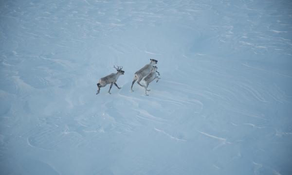 Project photo: Monitoring of the Torngat Mountains Caribou Herd