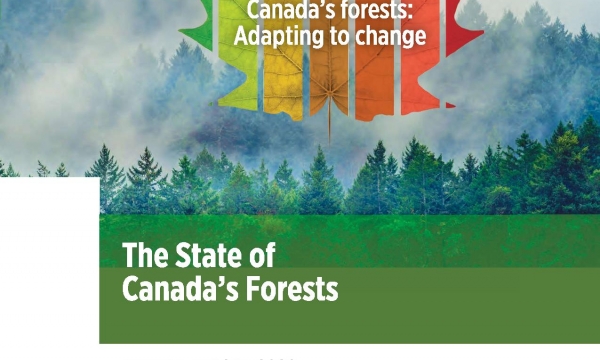 forest report 2020