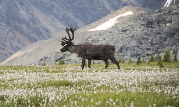 July Bull Caribou