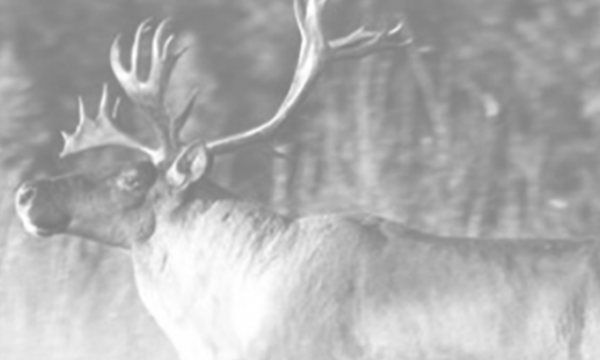 Text "Caribou Ecology & Recovery Webinar Series" appears on the left side of the image. Black and white photo of caribou as backdrop. Logos of the CMU, NBCKC, and RICC appear on the right side of the image.