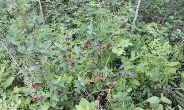 buffaloberry shrub buffaloberry shrub