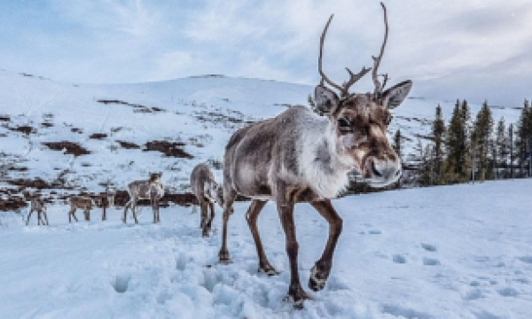 Caribou travelling across snowy landscape