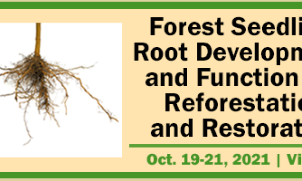 Forest Seedling Root Development And Function For Reforestation And Restoration