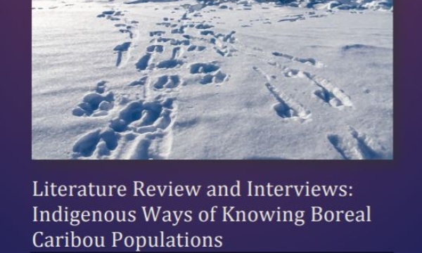 Cover of report: Literature review and interviews: Indigenous ways of knowing boreal caribou populations