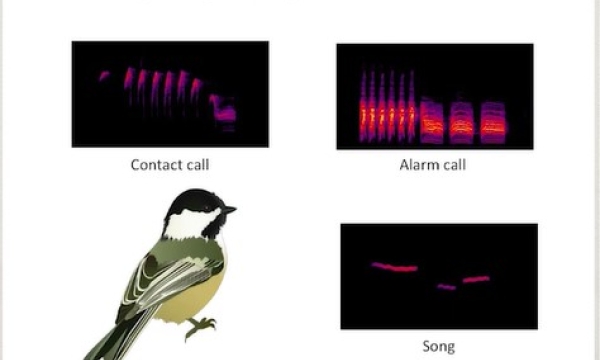 Screen shot from video