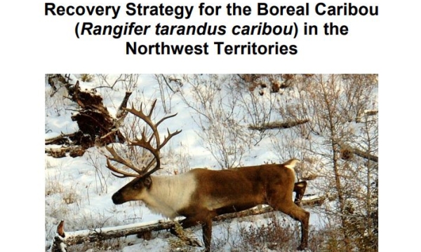 NWT's Recovery Strategy- boreal caribou