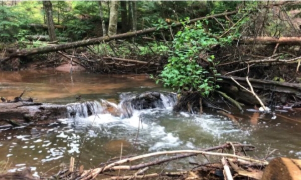 Site photo Macphail Woods