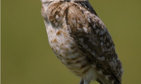 Burrowing owl (Janet Ng)